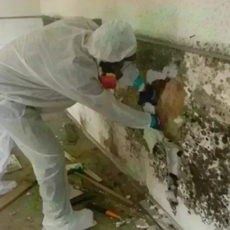 Mold Remediation and Removal in New Matamoras, OH